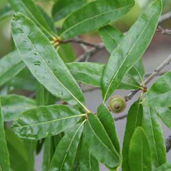 Chêne à feuilles de Saule / Quercus phellos